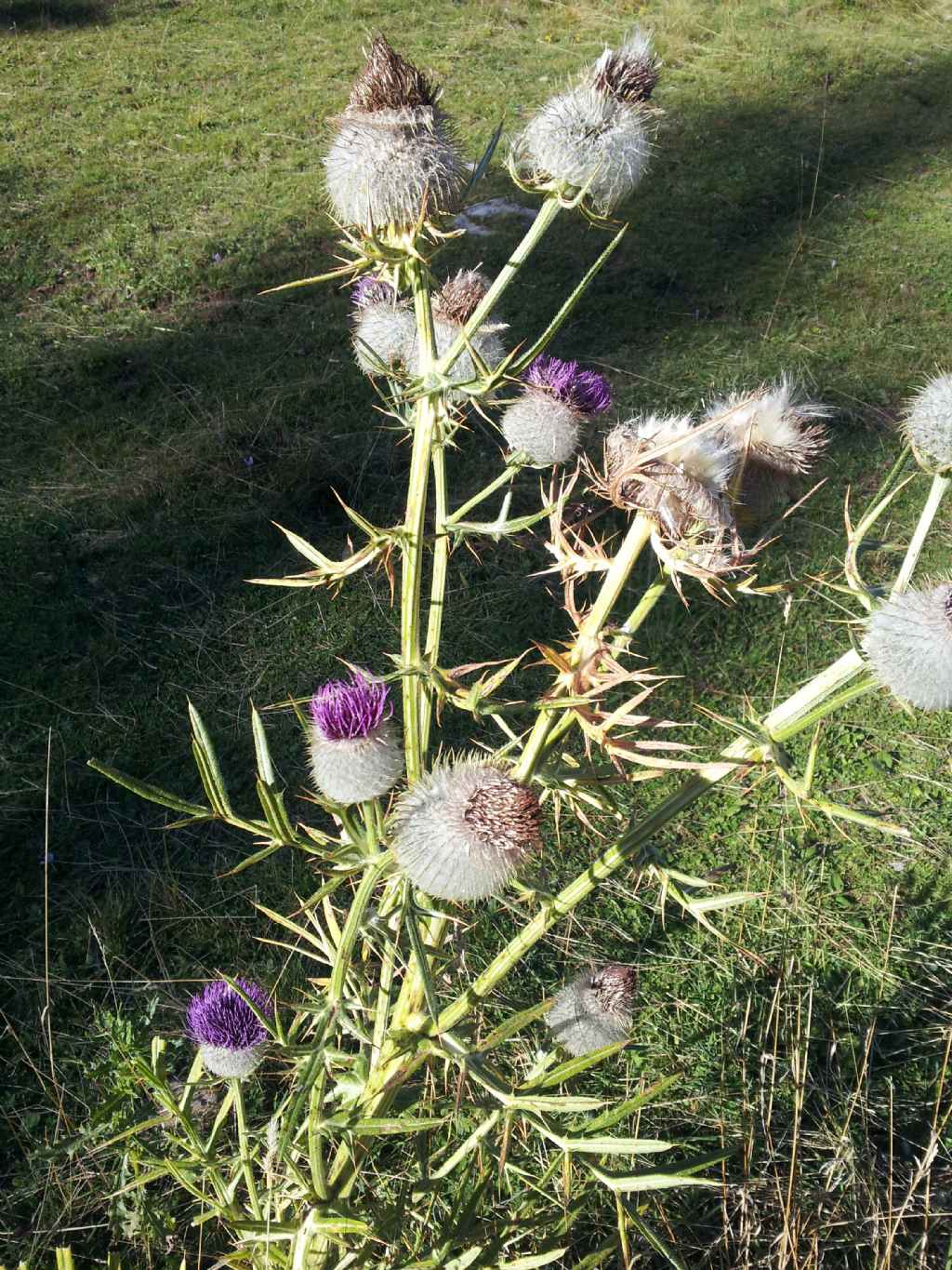 Cirsium eriophorum